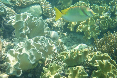 picture of Barrier Reef Part 1
 Australia
