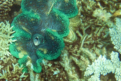 picture of Barrier Reef Part 1
 Australia