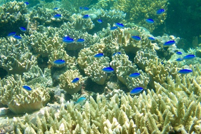 picture of Barrier Reef Part 1
 Australia