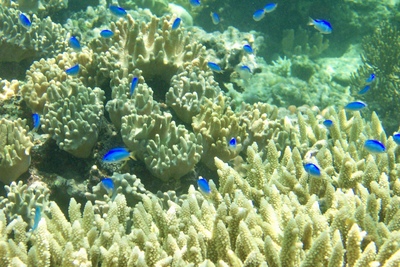 picture of Barrier Reef Part 1
 Australia