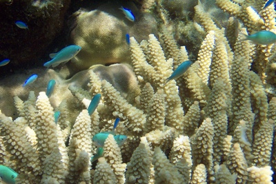 picture of Barrier Reef Part 1
 Australia
