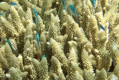 picture of Barrier Reef Part 1
 Australia