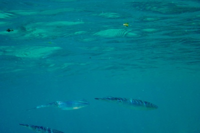 picture of Barrier Reef Part 1
 Australia