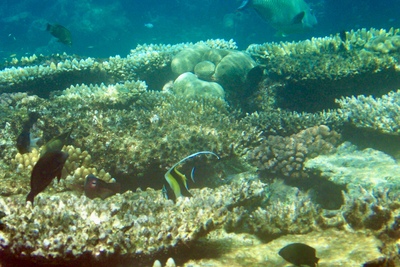 picture of Barrier Reef Part 1
 Australia