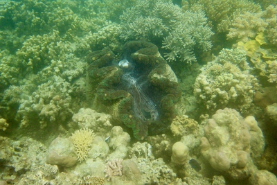 picture of Barrier Reef Part 1
 Australia