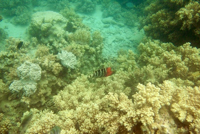 picture of Barrier Reef Part 1
 Australia