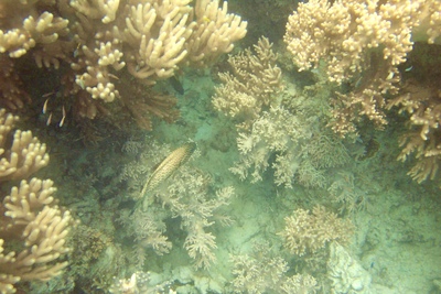 picture of Barrier Reef Part 1
 Australia