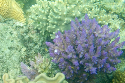 picture of Barrier Reef Part 1
 Australia