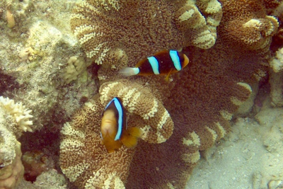 picture of Barrier Reef Part 1
 Australia