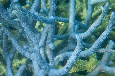 picture of Barrier Reef Part 1
 Australia