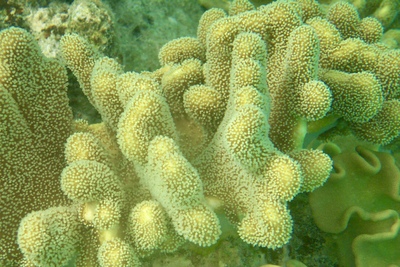 picture of Barrier Reef Part 1
 Australia