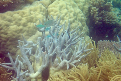 picture of Barrier Reef Part 1
 Australia