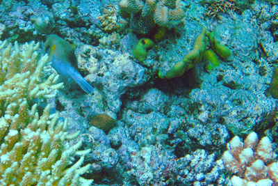 picture of Barrier Reef Part 1
 Australia