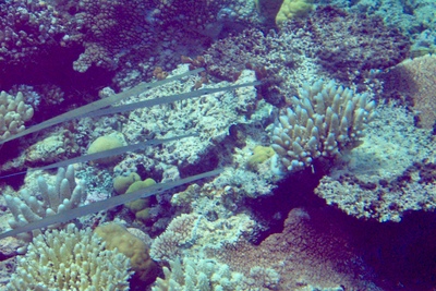 picture of Barrier Reef Part 1
 Australia