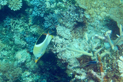 picture of Barrier Reef Part 1
 Australia