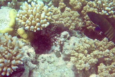 picture of Barrier Reef Part 1
 Australia