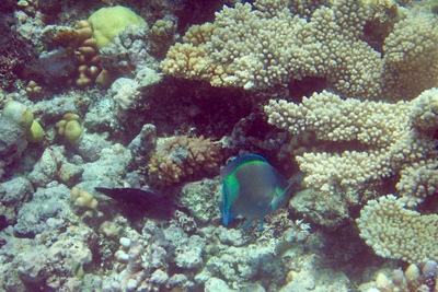 picture of Barrier Reef Part 1
 Australia