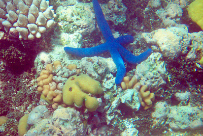 picture of Barrier Reef Part 1
 Australia