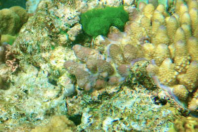 picture of Barrier Reef Part 1
 Australia