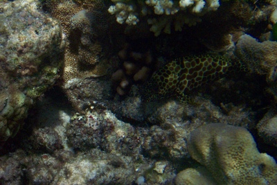 picture of Barrier Reef Part 1
 Australia