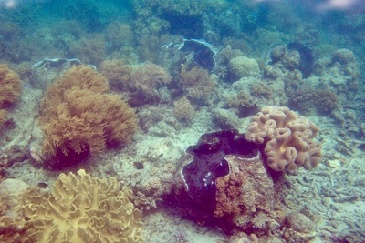 picture of Barrier Reef Part 1
 Australia
