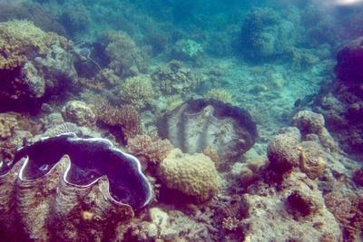 picture of Barrier Reef Part 1
 Australia