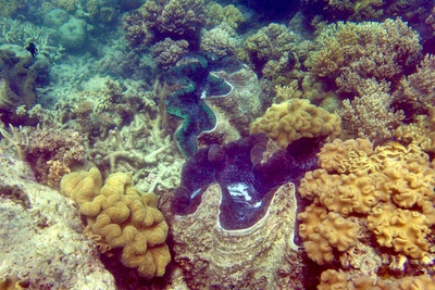 picture of Barrier Reef Part 1
 Australia