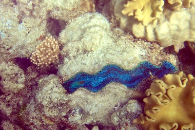 picture of Barrier Reef Part 1
 Australia