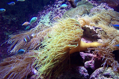 picture of Barrier Reef Part 1
 Australia