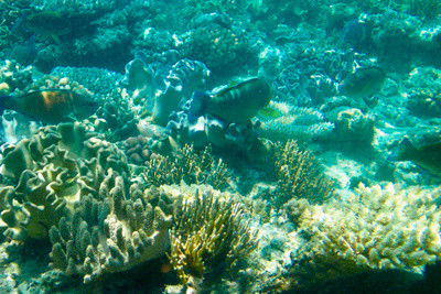 picture of Barrier Reef Part 2
 Australia