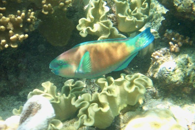 picture of Barrier Reef Part 2
 Australia