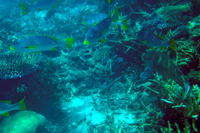 picture of Barrier Reef Part 2
 Australia