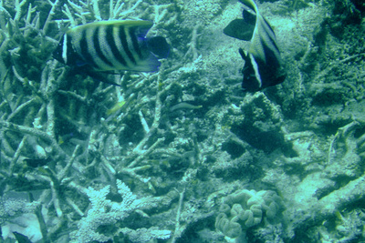 picture of Barrier Reef Part 2
 Australia