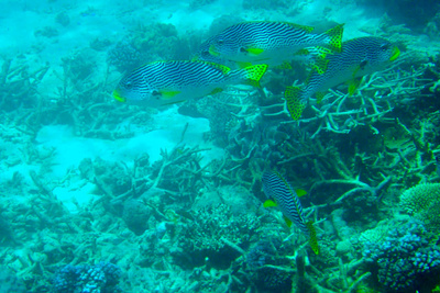 picture of Barrier Reef Part 2
 Australia