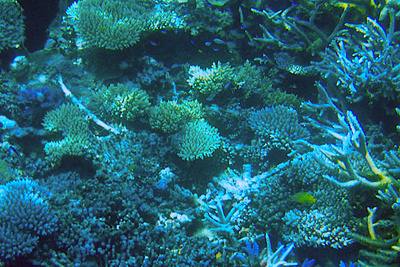 picture of Barrier Reef Part 2
 Australia
