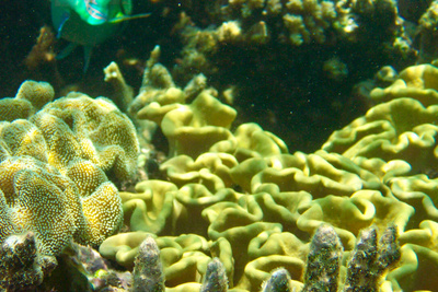 picture of Barrier Reef Part 2
 Australia