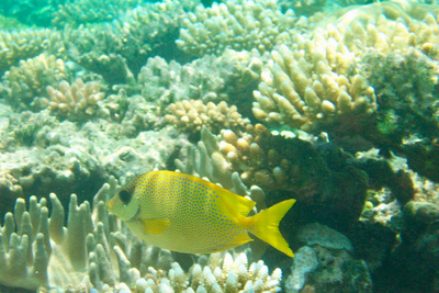 picture of Barrier Reef Part 2
 Australia