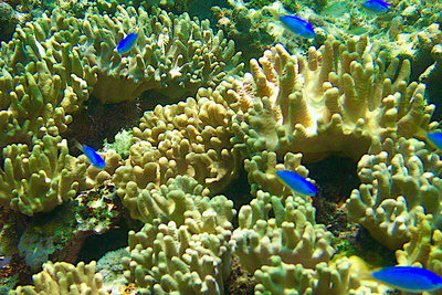 picture of Barrier Reef Part 2
 Australia