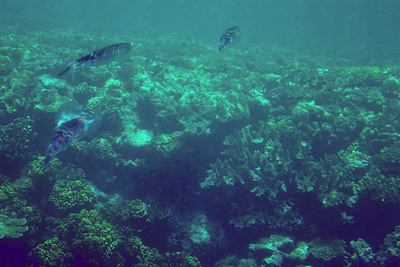 picture of Barrier Reef Part 2
 Australia