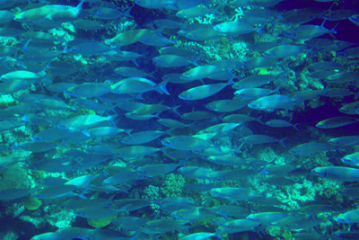 picture of Barrier Reef Part 2
 Australia