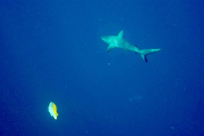 picture of Barrier Reef Part 2
 Australia