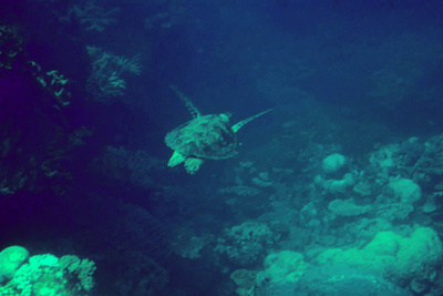 picture of Barrier Reef Part 2
 Australia