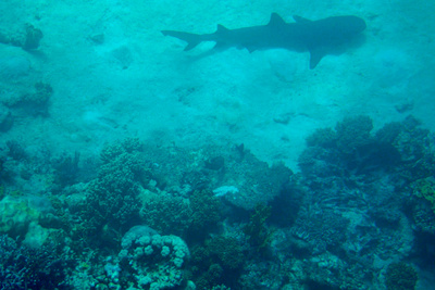 picture of Barrier Reef Part 2
 Australia
