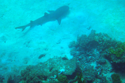 picture of Barrier Reef Part 2
 Australia