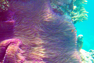 picture of Barrier Reef Part 2
 Australia