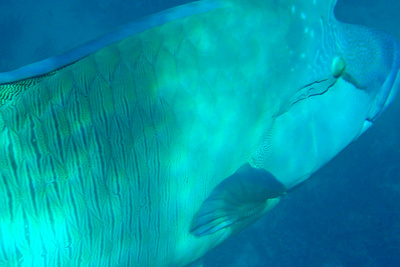 picture of Barrier Reef Part 2
 Australia