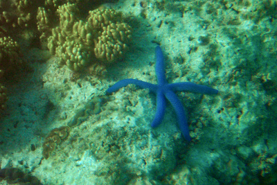 picture of Barrier Reef Part 2
 Australia