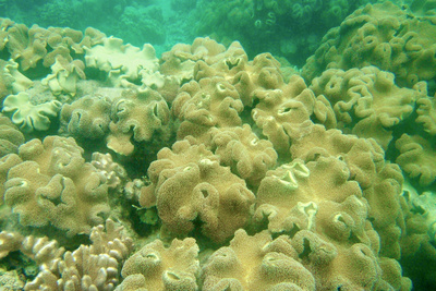 picture of Barrier Reef Part 2
 Australia