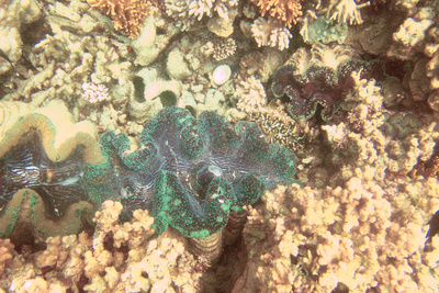 picture of Barrier Reef Part 2
 Australia