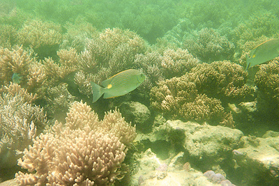 picture of Barrier Reef Part 2
 Australia